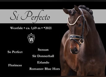 Westfaliano, Caballo castrado, 4 años, 169 cm, Morcillo