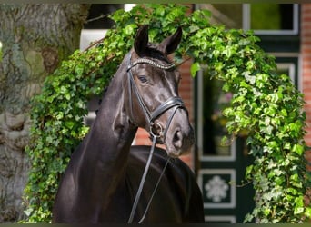 Westfaliano, Caballo castrado, 4 años, 169 cm, Negro