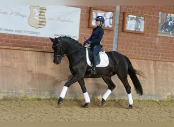 Westfaliano, Caballo castrado, 4 años, 169 cm, Negro