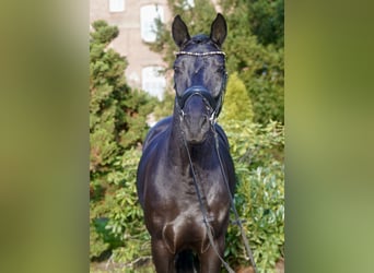 Westfaliano, Caballo castrado, 4 años, 169 cm, Negro