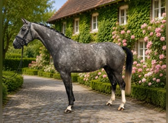 Westfaliano, Caballo castrado, 4 años, 169 cm, Tordo