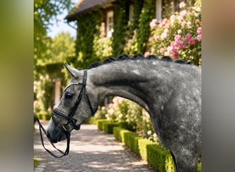 Westfaliano, Caballo castrado, 4 años, 169 cm, Tordo