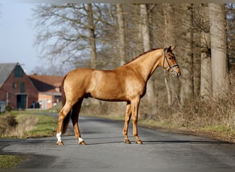 Westfaliano, Caballo castrado, 4 años, 170 cm, Alazán