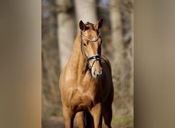 Westfaliano, Caballo castrado, 4 años, 170 cm, Alazán