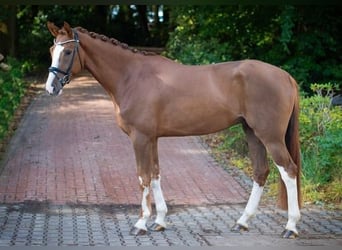 Westfaliano, Caballo castrado, 4 años, 170 cm, Alazán