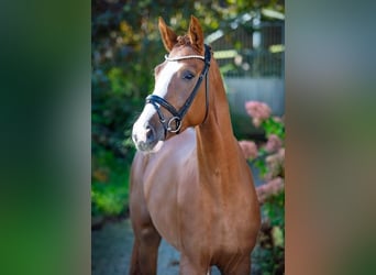 Westfaliano, Caballo castrado, 4 años, 170 cm, Alazán