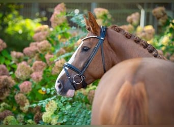 Westfaliano, Caballo castrado, 4 años, 170 cm, Alazán