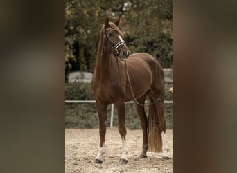 Westfaliano, Caballo castrado, 4 años, 170 cm, Alazán-tostado