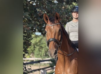 Westfaliano, Caballo castrado, 4 años, 170 cm, Alazán-tostado