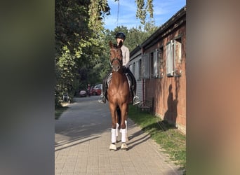 Westfaliano, Caballo castrado, 4 años, 170 cm, Alazán-tostado
