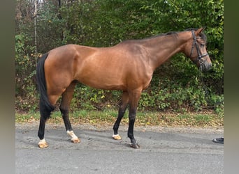 Westfaliano, Caballo castrado, 4 años, 170 cm, Castaño