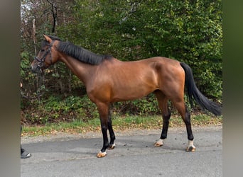 Westfaliano, Caballo castrado, 4 años, 170 cm, Castaño