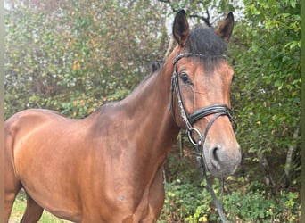 Westfaliano, Caballo castrado, 4 años, 170 cm, Castaño