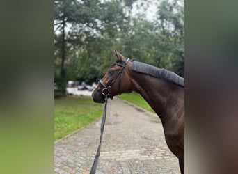 Westfaliano, Caballo castrado, 4 años, 170 cm, Castaño oscuro