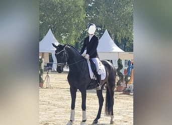 Westfaliano, Caballo castrado, 4 años, 170 cm, Castaño oscuro