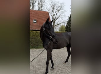 Westfaliano, Caballo castrado, 4 años, 170 cm, Morcillo