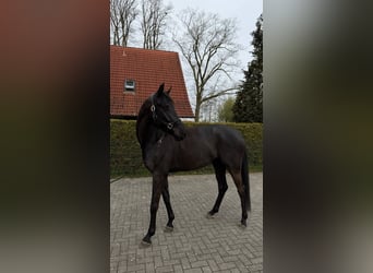 Westfaliano, Caballo castrado, 4 años, 170 cm, Morcillo