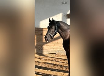 Westfaliano, Caballo castrado, 4 años, 170 cm, Negro