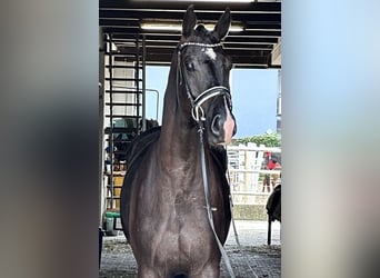 Westfaliano, Caballo castrado, 4 años, 170 cm, Negro