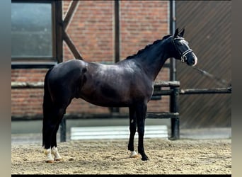 Westfaliano, Caballo castrado, 4 años, 170 cm, Negro