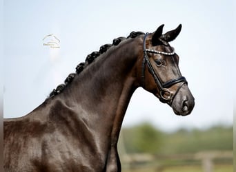 Westfaliano, Caballo castrado, 4 años, 170 cm, Negro