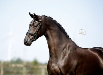 Westfaliano, Caballo castrado, 4 años, 170 cm, Negro
