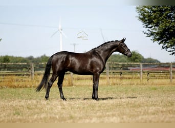 Westfaliano, Caballo castrado, 4 años, 170 cm, Negro