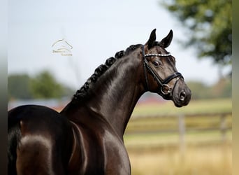 Westfaliano, Caballo castrado, 4 años, 170 cm, Negro