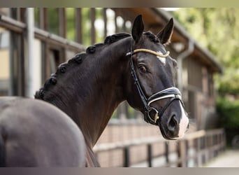 Westfaliano, Caballo castrado, 4 años, 170 cm, Negro