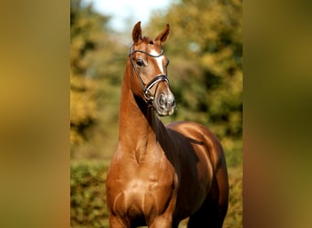 Westfaliano, Caballo castrado, 4 años, 171 cm, Alazán