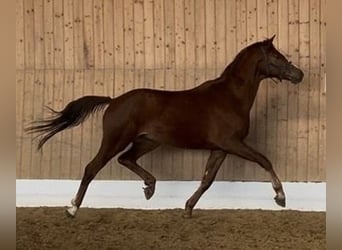 Westfaliano, Caballo castrado, 4 años, 171 cm, Alazán