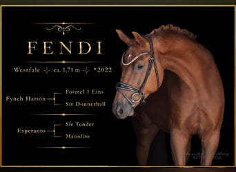Westfaliano, Caballo castrado, 4 años, 171 cm, Alazán-tostado
