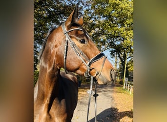 Westfaliano, Caballo castrado, 4 años, 171 cm, Castaño