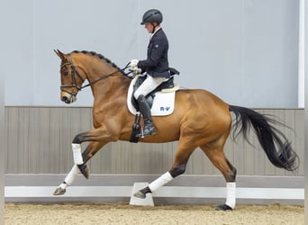 Westfaliano, Caballo castrado, 4 años, 171 cm, Castaño