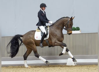 Westfaliano, Caballo castrado, 4 años, 171 cm, Castaño
