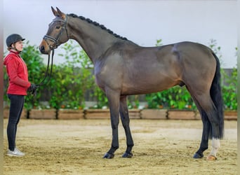 Westfaliano, Caballo castrado, 4 años, 171 cm, Castaño
