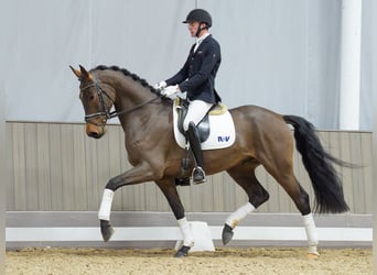 Westfaliano, Caballo castrado, 4 años, 171 cm, Castaño