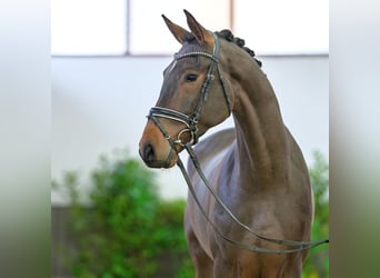 Westfaliano, Caballo castrado, 4 años, 171 cm, Castaño