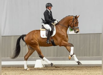 Westfaliano, Caballo castrado, 4 años, 171 cm, Castaño