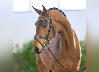 Westfaliano, Caballo castrado, 4 años, 171 cm, Castaño