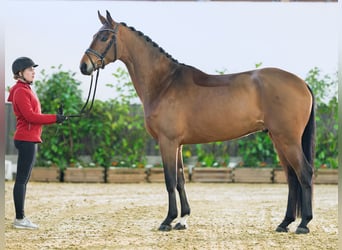 Westfaliano, Caballo castrado, 4 años, 171 cm, Castaño