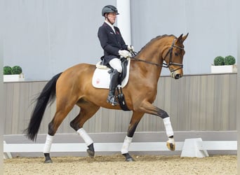 Westfaliano, Caballo castrado, 4 años, 171 cm, Castaño
