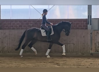 Westfaliano, Caballo castrado, 4 años, 171 cm, Castaño