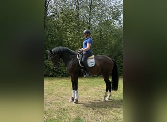 Westfaliano, Caballo castrado, 4 años, 171 cm, Castaño oscuro
