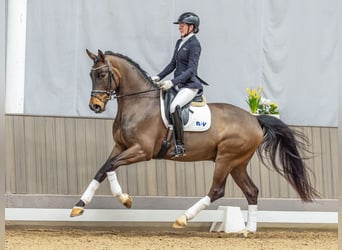 Westfaliano, Caballo castrado, 4 años, 171 cm, Castaño oscuro