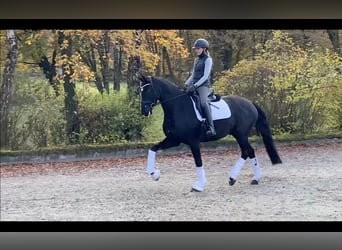 Westfaliano, Caballo castrado, 4 años, 171 cm, Negro