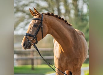Westfaliano, Caballo castrado, 4 años, 172 cm, Alazán