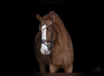 Westfaliano, Caballo castrado, 4 años, 172 cm