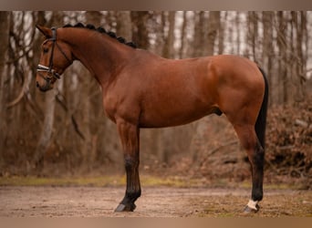 Westfaliano, Caballo castrado, 4 años, 172 cm, Castaño