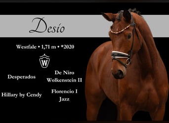 Westfaliano, Caballo castrado, 4 años, 172 cm, Castaño